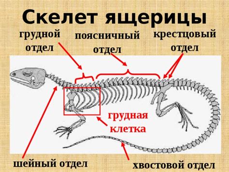 Как грудная клетка влияет на поведение ящерицы