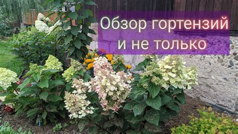 Как дать гортензиям лучший старт к весне после укрытия