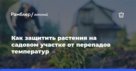 Как защитить бегонию от перепадов температур