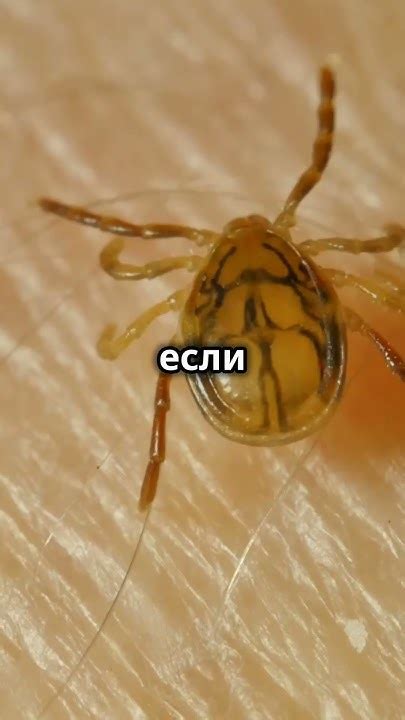 Как избежать укусов клещей во время дождей