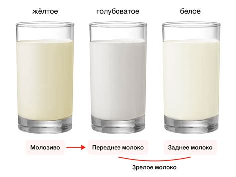 Как именно жирность влияет на организм