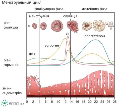 Как использование Мастодинона помогает урегулировать менструационный цикл