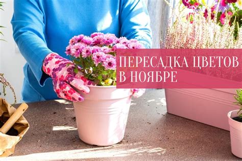 Как и когда пересаживать цветы в открытый грунт в ноябре