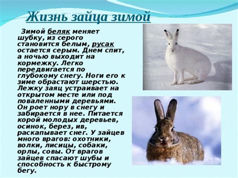 Как меняется окраска шкурки у зайца