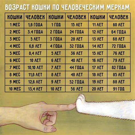 Как меняются потребности кошки в возрасте и как им соответствовать