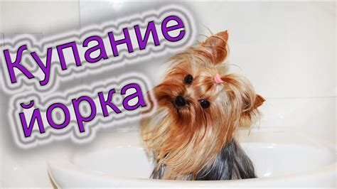 Как мыть йорка после родов