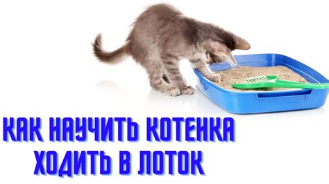 Как научить котенка ходить в лоток
