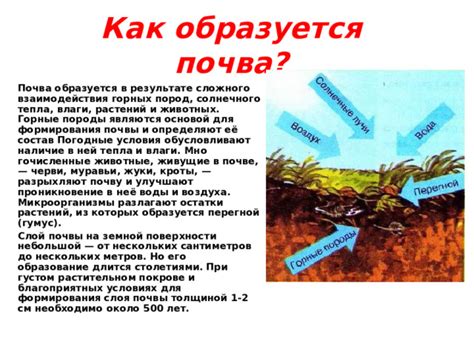 Как образуется перегной