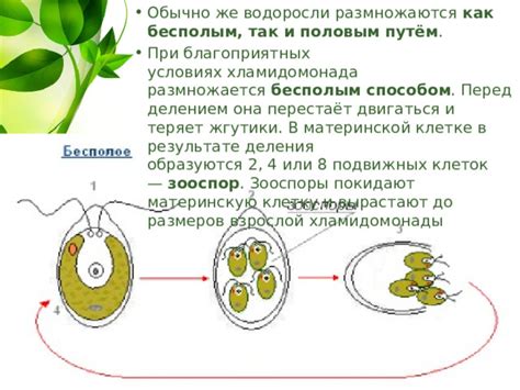 Как образуются жгутики