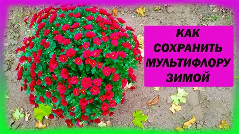 Как обрезать домашнюю хризантему на зиму