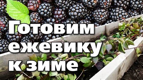 Как обрезать ежевику перед зимой