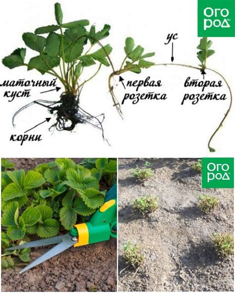 Как обрезать клубнику: основные правила