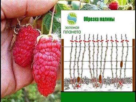 Как обрезать малину на зиму в Беларуси: шаг за шагом