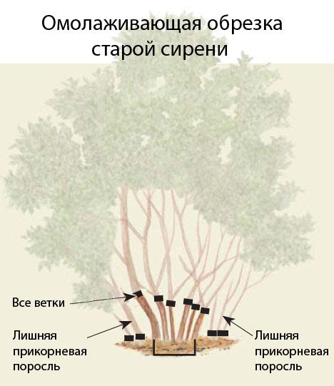 Как обрезать сирень