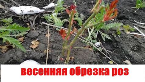 Как определить, когда выкапывать розы