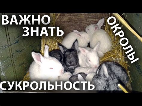 Как определить, когда крольчиха готова к родам: