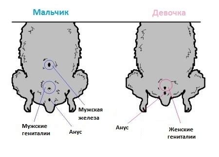 Как определить, что уши у щенка открыты полностью