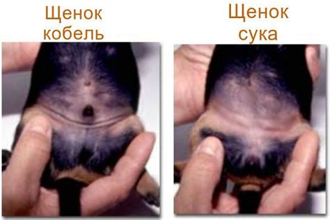Как определить наличие перепонок у собаки