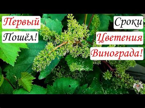 Как определить начало цветения