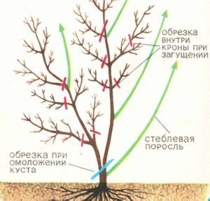 Как определить правильный срок обрезки жимолости