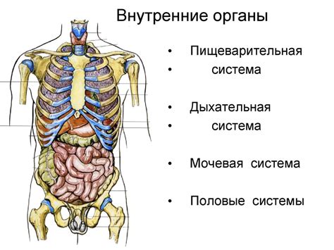Как определить феномен зеркального расположения органов