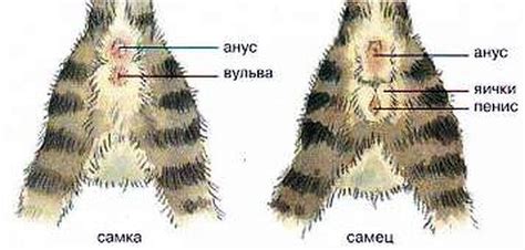 Как определить хвост