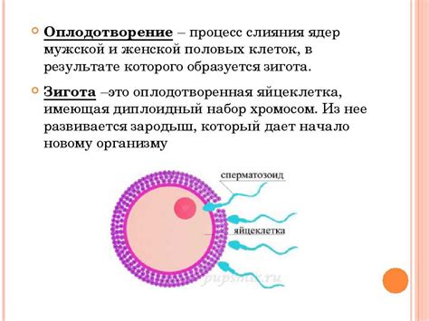 Как повысить готовность яйцеклетки