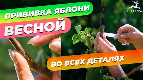 Как подготовиться к прививке яблони на дичку весной