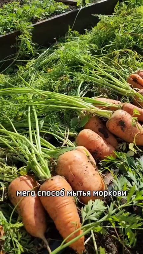 Как получить максимальный урожай горчицы