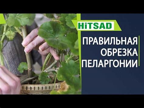 Как получить обильное цветение герани при помощи правильного клипирования