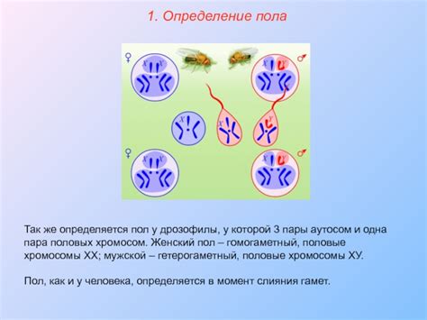 Как пол определяется по токсикозу