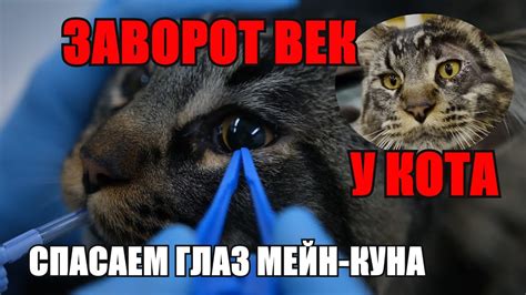Как помочь мейн куну в период изменения глаз