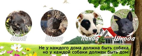 Как помочь щенкам в этот период