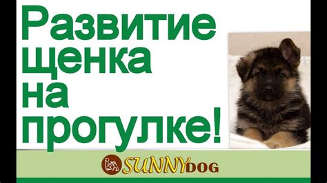 Как правильно вести щенка на прогулке