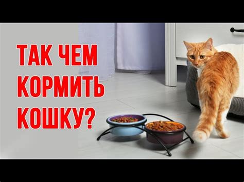 Как правильно давать куриные лапы коту
