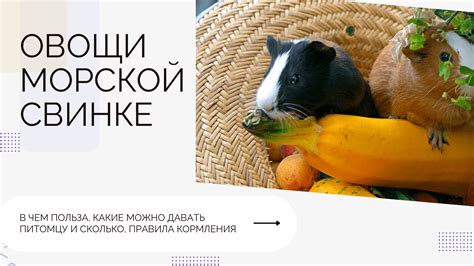 Как правильно давать овсяные хлопья своей морской свинке