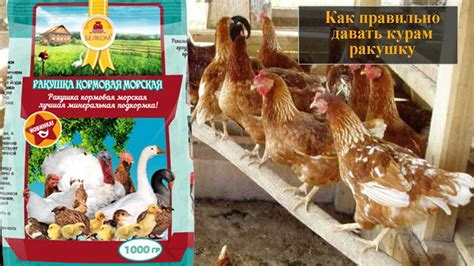 Как правильно давать растительное масло курам