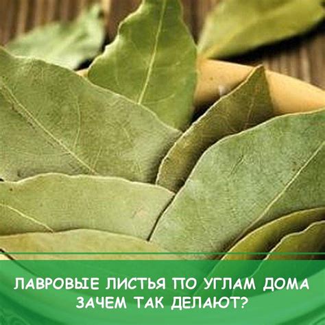 Как правильно использовать лавровый лист