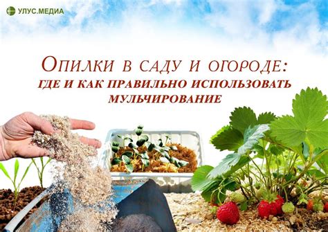 Как правильно использовать опилки под клубникой