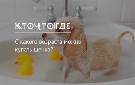 Как правильно купать щенка хозяйственным мылом