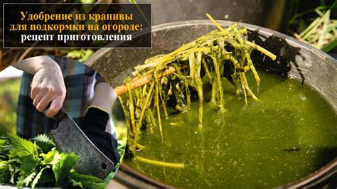 Как правильно наносить удобрение