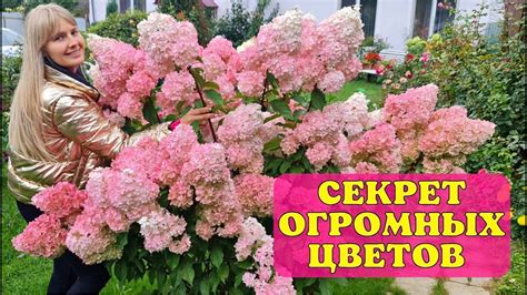 Как правильно обрезать метельчатую гортензию весной
