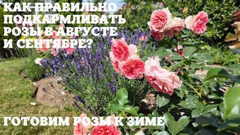 Как правильно подкармливать розы