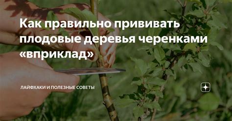 Как правильно прививать бушю черенками