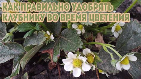Как правильно удобрять клубнику