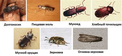 Как предотвратить появление жуков в муке