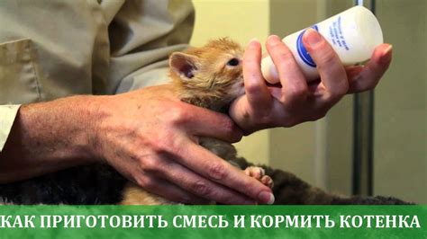 Как приготовить мясо для котенка