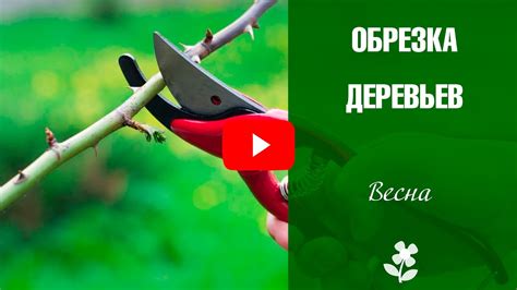Как провести обрезку правильно