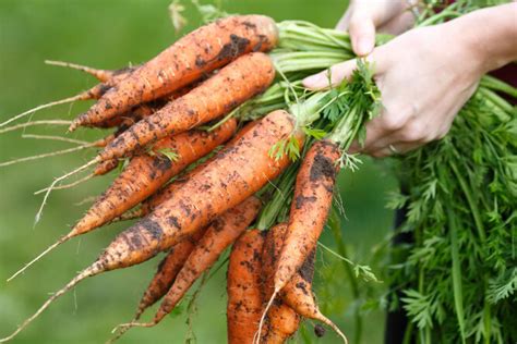 Как продлить срок хранения моркови на зиму