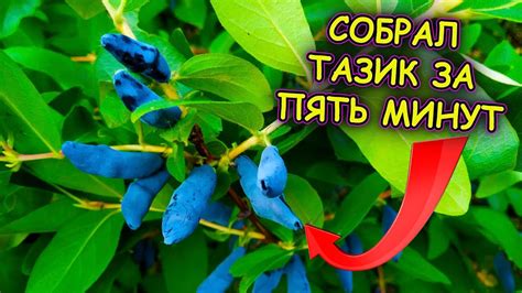 Как производить обрезку куста жимолости